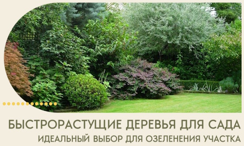 Быстрорастущие деревья для сада идеальный выбор в Рославле
