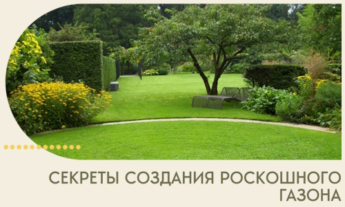 Секреты создания роскошного газона в Рославле